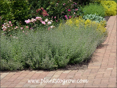 The plant has an airy look.